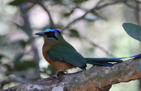 Amazonian Motmot Motmotus momota Araras Lodge, Brazil